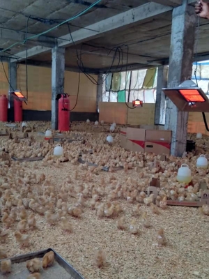 Scaldabagno a gas regolabile a temperatura manuale per animali
