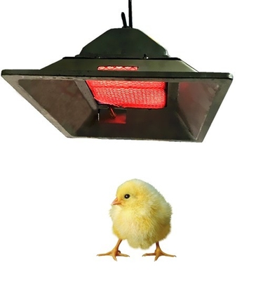Riscaldatore a gas per chioccia di pollo modello 4 GPL NG Biogas Chioccia a gas per pollame